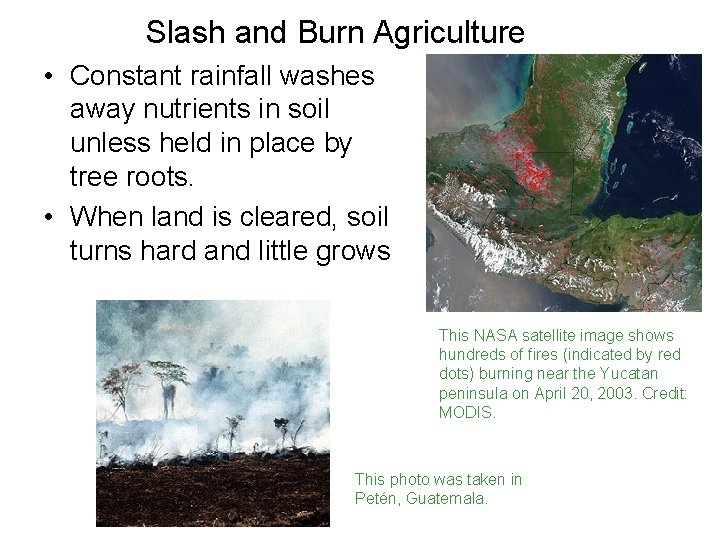 Slash and Burn Agriculture • Constant rainfall washes away nutrients in soil unless held