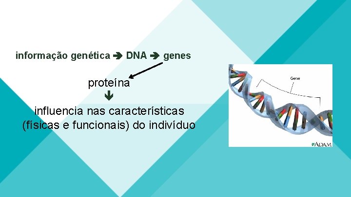 informação genética DNA genes proteína influencia nas características (físicas e funcionais) do indivíduo 