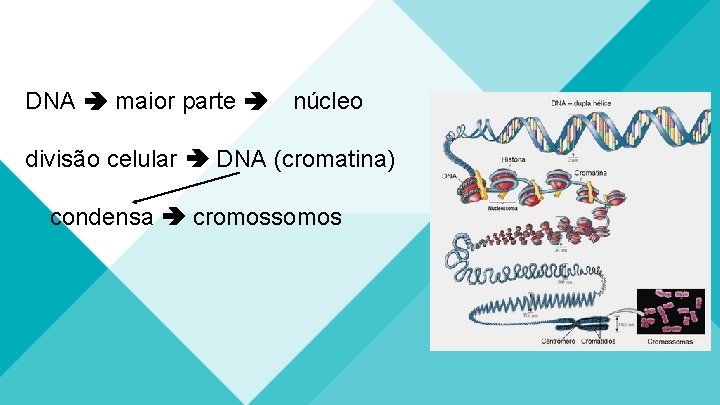 DNA maior parte núcleo divisão celular DNA (cromatina) condensa cromossomos 