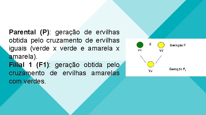 Parental (P): geração de ervilhas obtida pelo cruzamento de ervilhas iguais (verde x verde