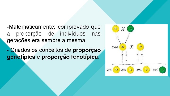 -Matematicamente: comprovado que a proporção de indivíduos nas gerações era sempre a mesma. -