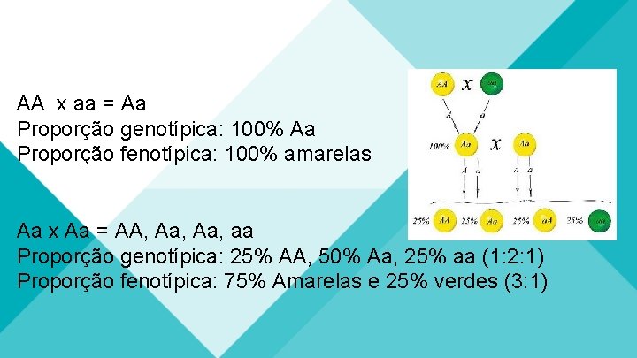 AA x aa = Aa Proporção genotípica: 100% Aa Proporção fenotípica: 100% amarelas Aa