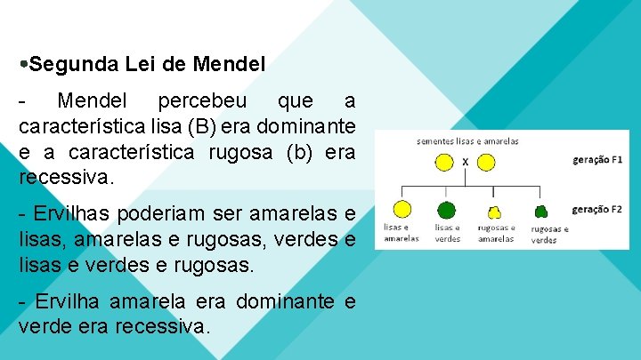  Segunda Lei de Mendel - Mendel percebeu que a característica lisa (B) era