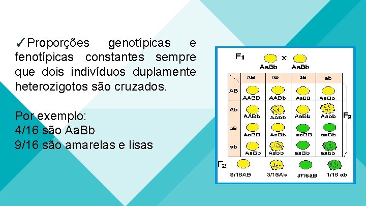 ✓Proporções genotípicas e fenotípicas constantes sempre que dois indivíduos duplamente heterozigotos são cruzados. Por