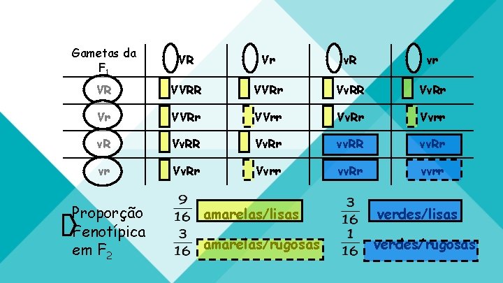 Gametas da F 1 VR Vr v. R vr VR VVRr Vv. RR Vv.