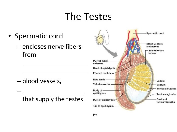The Testes • Spermatic cord – encloses nerve fibers from ___________________ – blood vessels,
