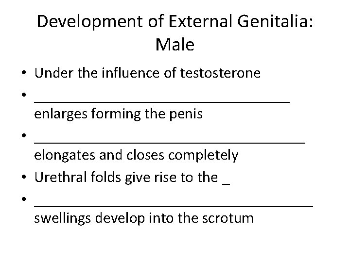 Development of External Genitalia: Male • Under the influence of testosterone • _________________ enlarges