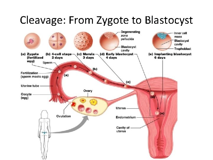 Cleavage: From Zygote to Blastocyst 