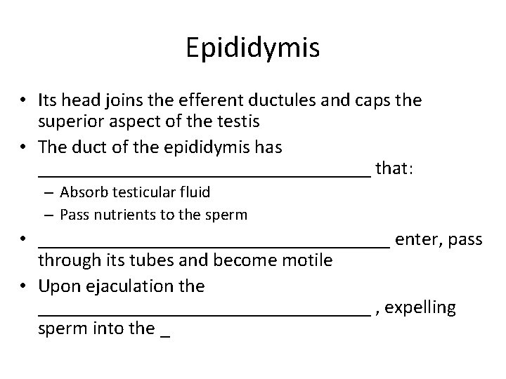 Epididymis • Its head joins the efferent ductules and caps the superior aspect of