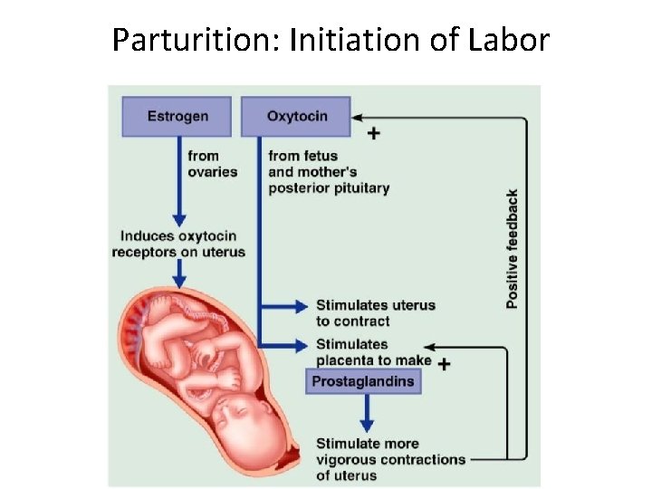 Parturition: Initiation of Labor 