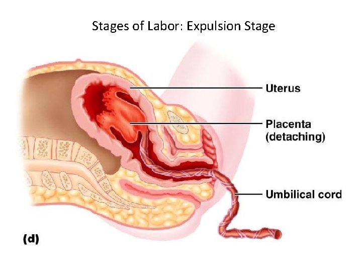 Stages of Labor: Expulsion Stage 