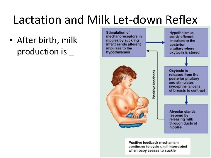 Lactation and Milk Let-down Reflex • After birth, milk production is _ Figure 28.
