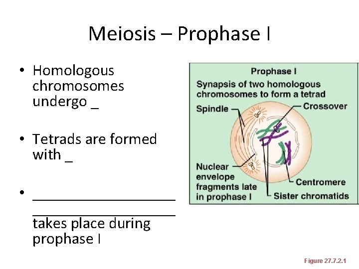 Meiosis – Prophase I • Homologous chromosomes undergo _ • Tetrads are formed with