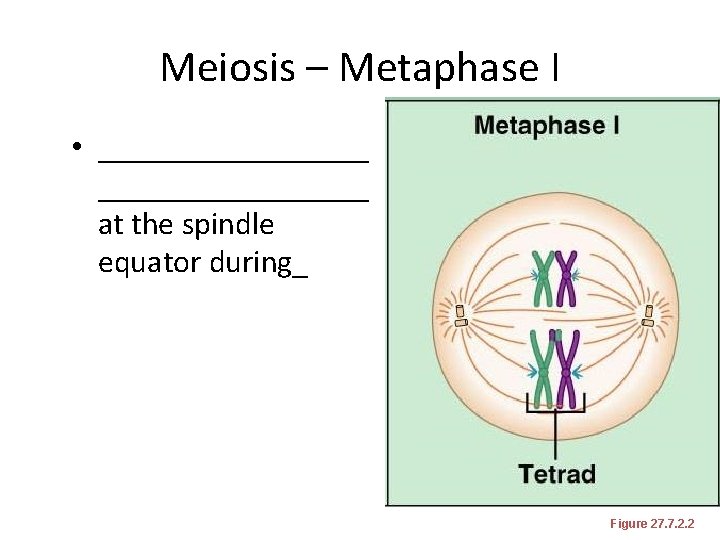 Meiosis – Metaphase I • _________________ at the spindle equator during_ Figure 27. 7.