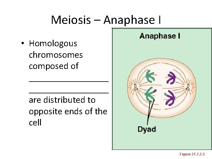 Meiosis – Anaphase I • Homologous chromosomes composed of _________________ are distributed to opposite