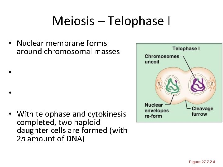 Meiosis – Telophase I • Nuclear membrane forms around chromosomal masses • • •