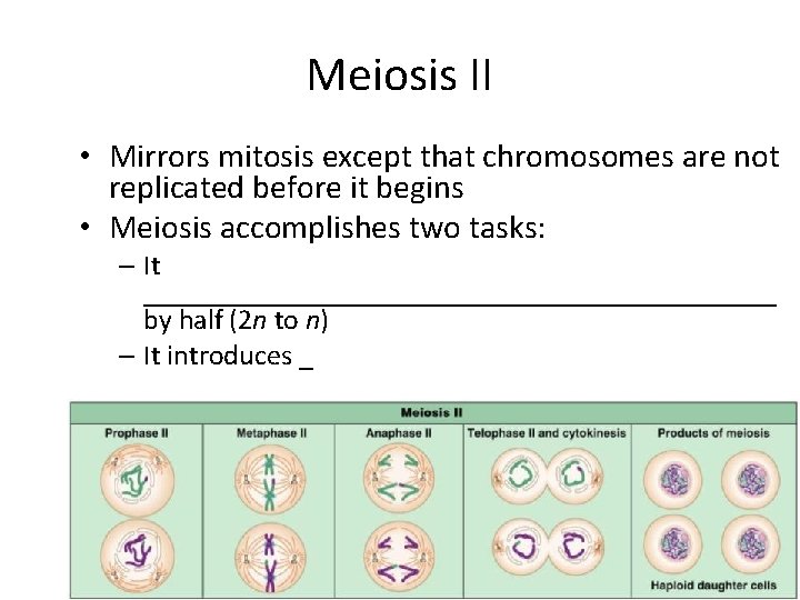 Meiosis II • Mirrors mitosis except that chromosomes are not replicated before it begins