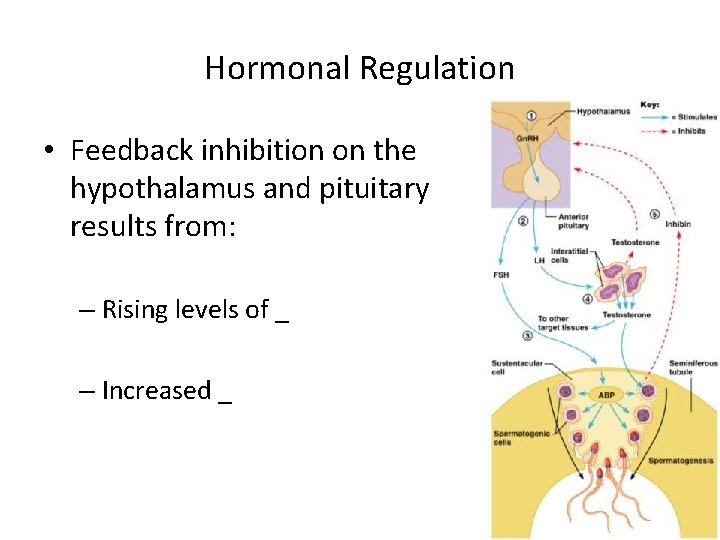 Hormonal Regulation • Feedback inhibition on the hypothalamus and pituitary results from: – Rising