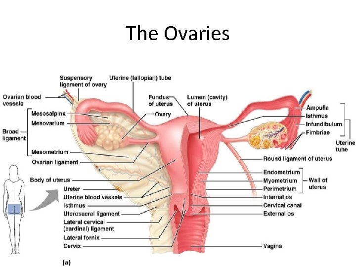The Ovaries Figure 27. 14 a 