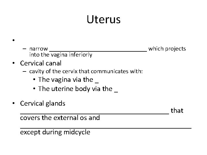 Uterus • – narrow ________________ which projects into the vagina inferiorly • Cervical canal