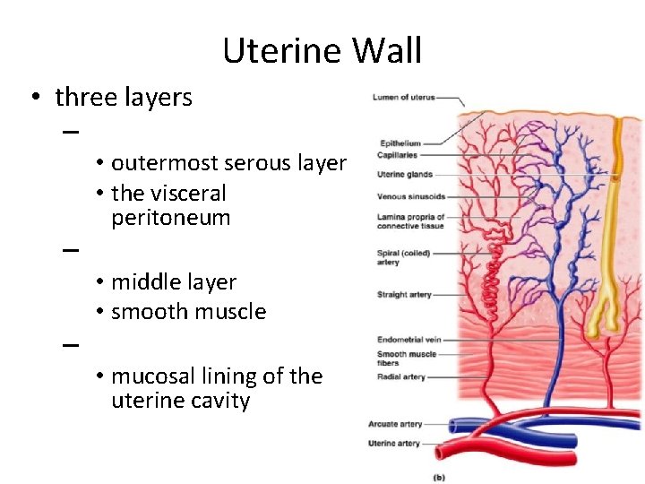 Uterine Wall • three layers – • outermost serous layer • the visceral peritoneum
