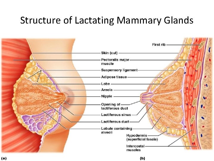 Structure of Lactating Mammary Glands Figure 27. 17 