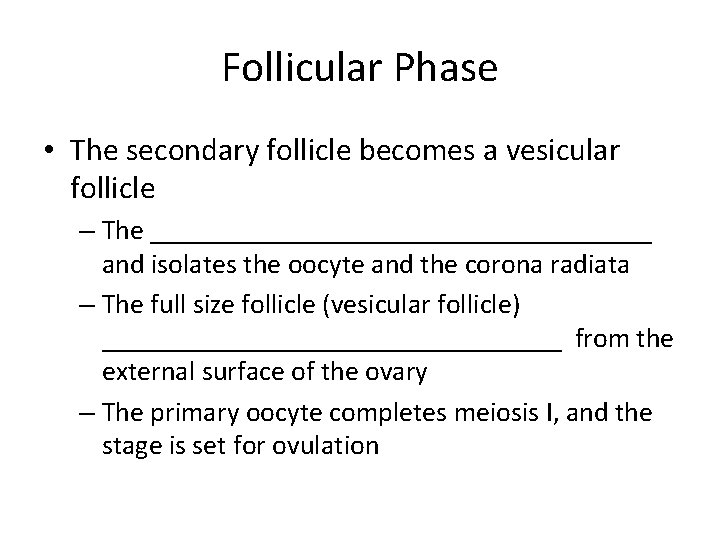 Follicular Phase • The secondary follicle becomes a vesicular follicle – The __________________ and