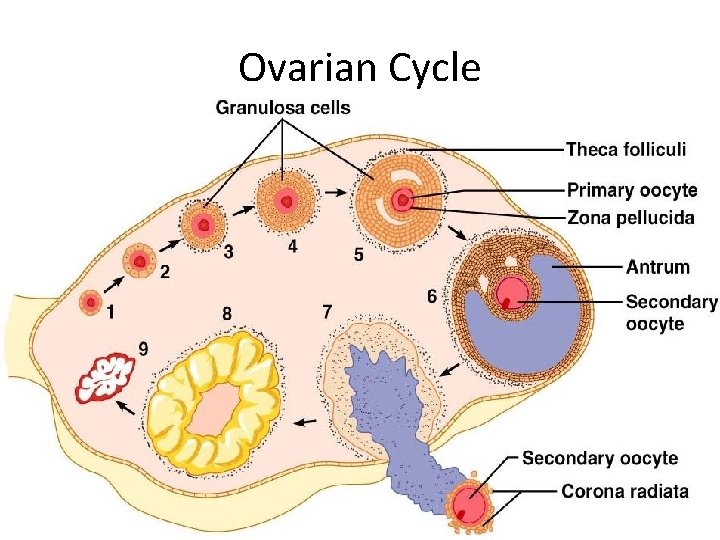 Ovarian Cycle Figure 27. 20 