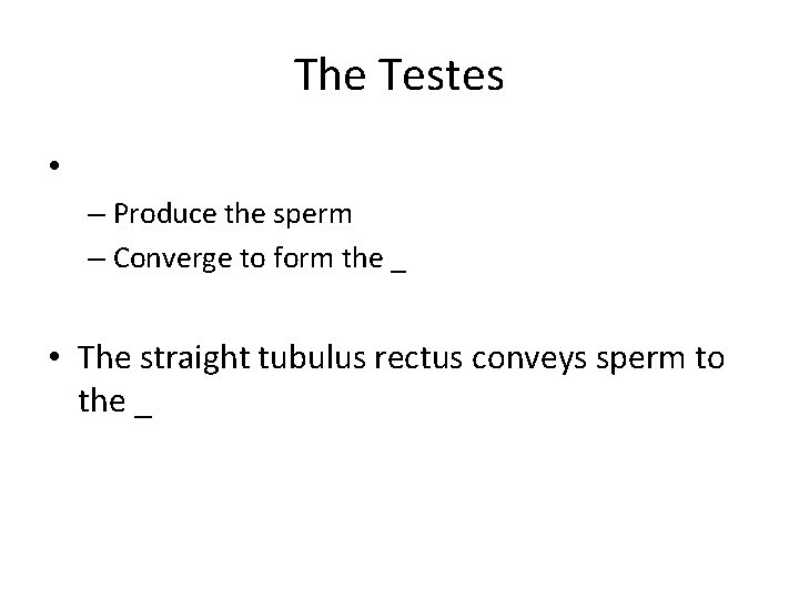 The Testes • – Produce the sperm – Converge to form the _ •