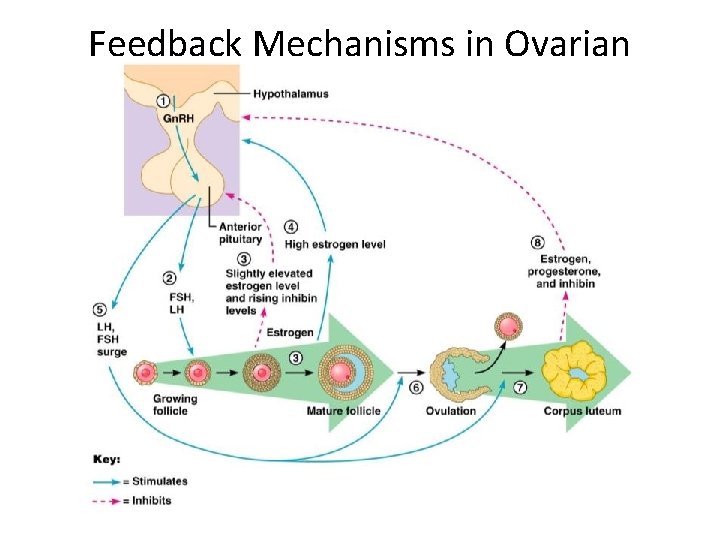 Feedback Mechanisms in Ovarian Function 