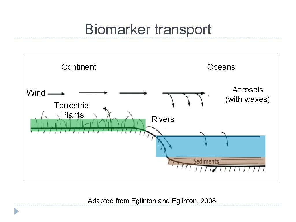 Biomarker transport Continent Oceans Aerosols (with waxes) Wind Terrestrial Plants Rivers Adapted from Eglinton