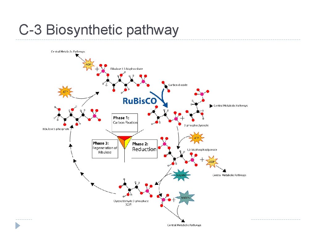 C-3 Biosynthetic pathway 