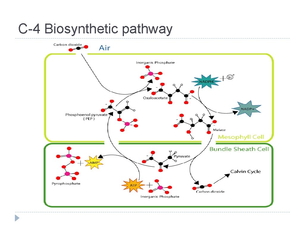 C-4 Biosynthetic pathway 