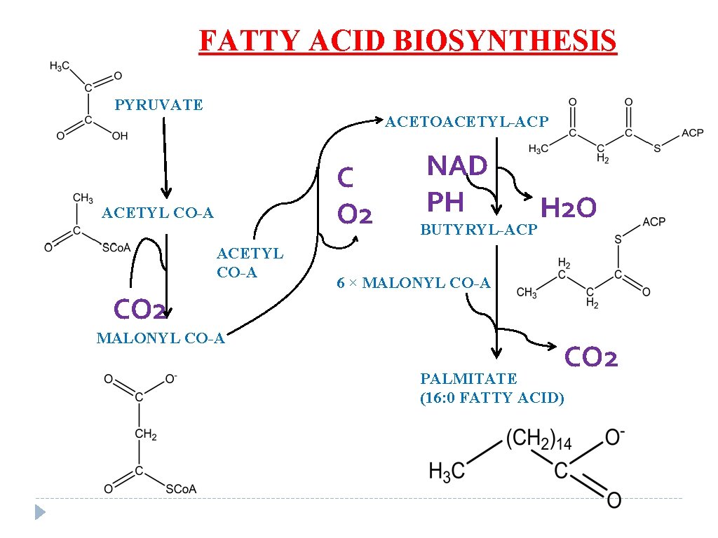 FATTY ACID BIOSYNTHESIS PYRUVATE ACETOACETYL-ACP C O 2 ACETYL CO-A CO 2 MALONYL CO-A