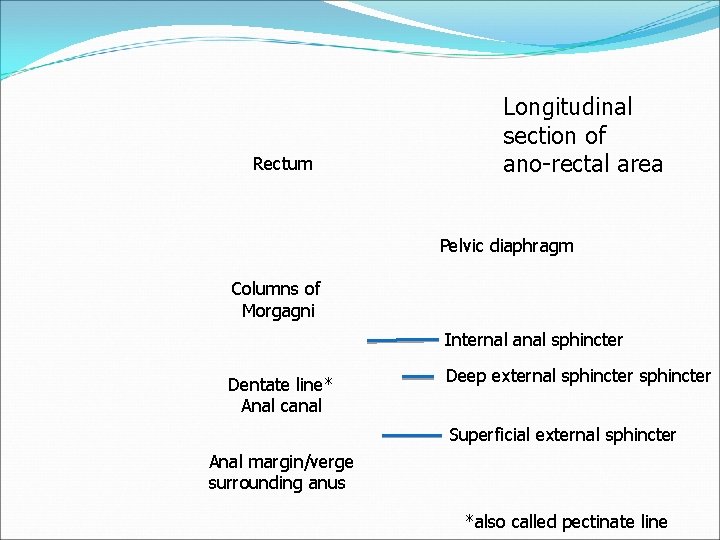 Rectum Longitudinal section of ano-rectal area Pelvic diaphragm Columns of Morgagni Internal anal sphincter Rectum Longitudinal section of ano-rectal area Pelvic diaphragm Columns of Morgagni Internal anal sphincter