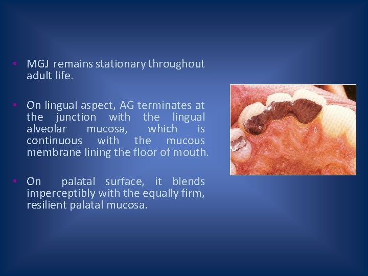  • MGJ remains stationary throughout adult life. • On lingual aspect, AG terminates