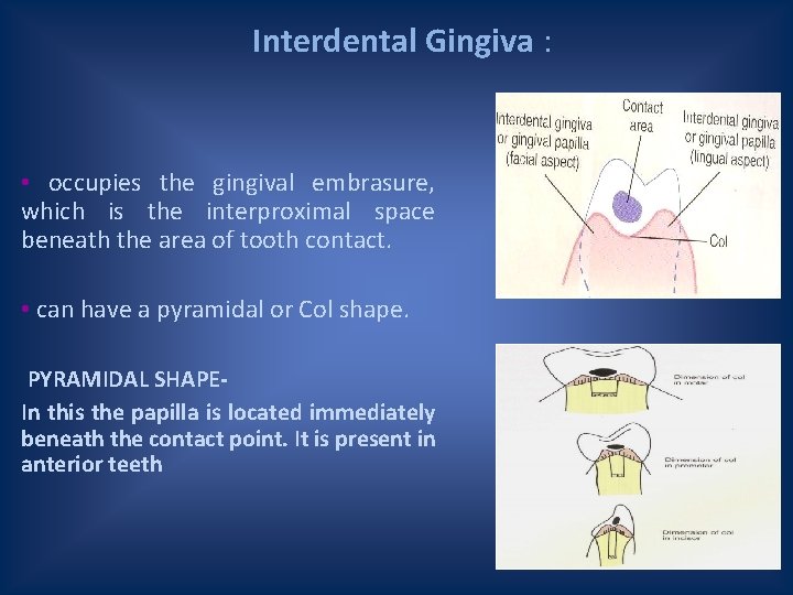 Interdental Gingiva : • occupies the gingival embrasure, which is the interproximal space beneath