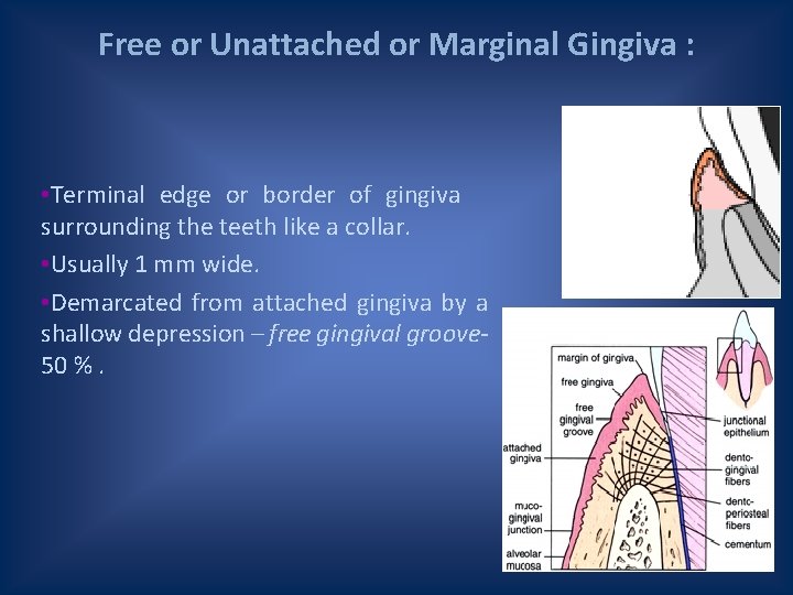 Free or Unattached or Marginal Gingiva : • Terminal edge or border of gingiva