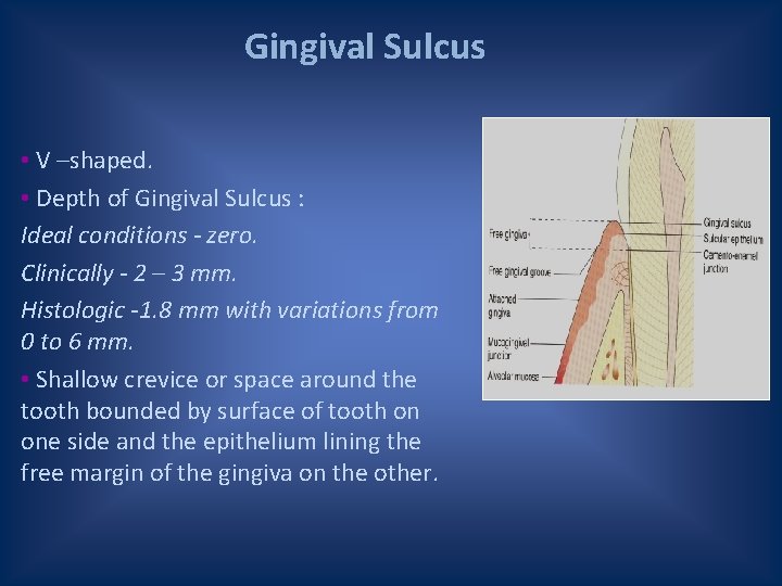 Gingival Sulcus • V –shaped. • Depth of Gingival Sulcus : Ideal conditions -