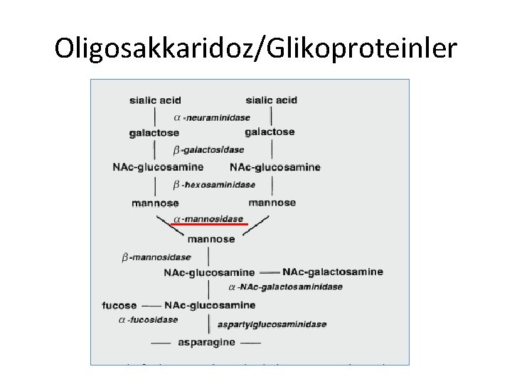 Oligosakkaridoz/Glikoproteinler 