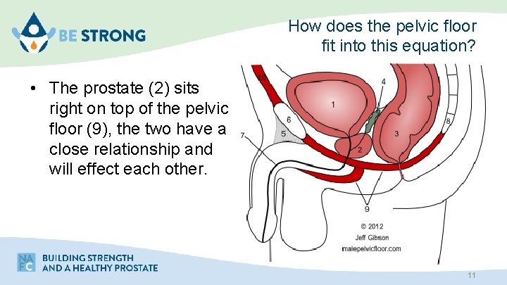 How does the pelvic floor fit into this equation? • The prostate (2) sits