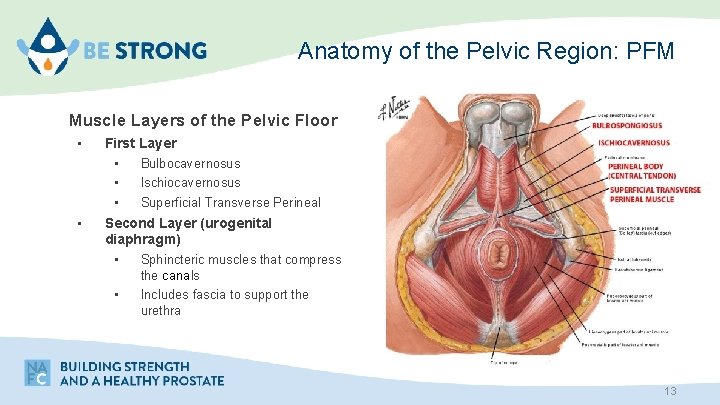 Anatomy of the Pelvic Region: PFM Muscle Layers of the Pelvic Floor • •