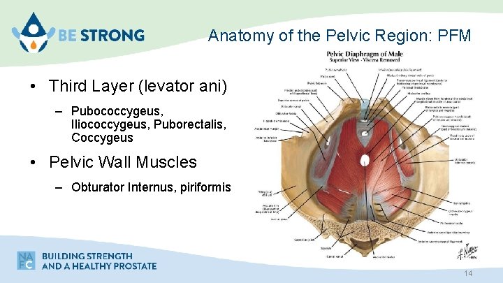 Anatomy of the Pelvic Region: PFM • Third Layer (levator ani) – Pubococcygeus, Iliococcygeus,