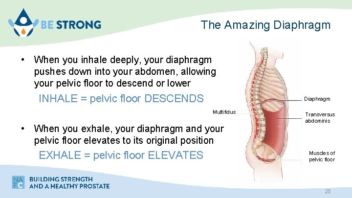 The Amazing Diaphragm • When you inhale deeply, your diaphragm pushes down into your