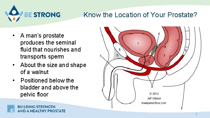 Know the Location of Your Prostate? • A man’s prostate produces the seminal fluid