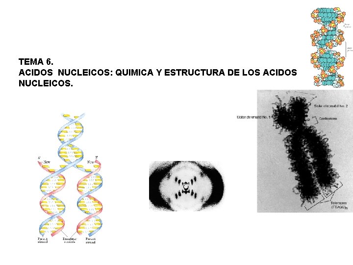 TEMA 6. ACIDOS NUCLEICOS: QUIMICA Y ESTRUCTURA DE LOS ACIDOS NUCLEICOS. 