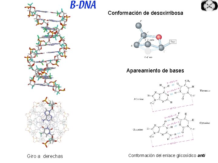 Conformación de desoxirribosa Apareamiento de bases Giro a derechas Conformación del enlace glicosídico anti