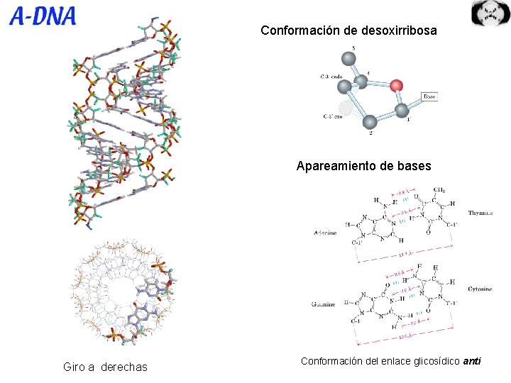 Conformación de desoxirribosa Apareamiento de bases Giro a derechas Conformación del enlace glicosídico anti