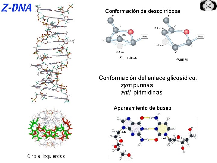 Conformación de desoxirribosa Pirimidinas Purinas Conformación del enlace glicosídico: sym purinas anti pirimidinas Apareamiento