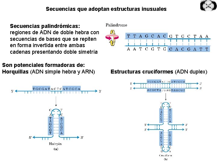 Secuencias que adoptan estructuras inusuales Secuencias palindrómicas: regiones de ADN de doble hebra con